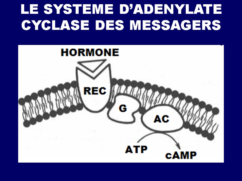 LE SYSTEME D’ADENYLATE CYCLASE DES MESSAGERS